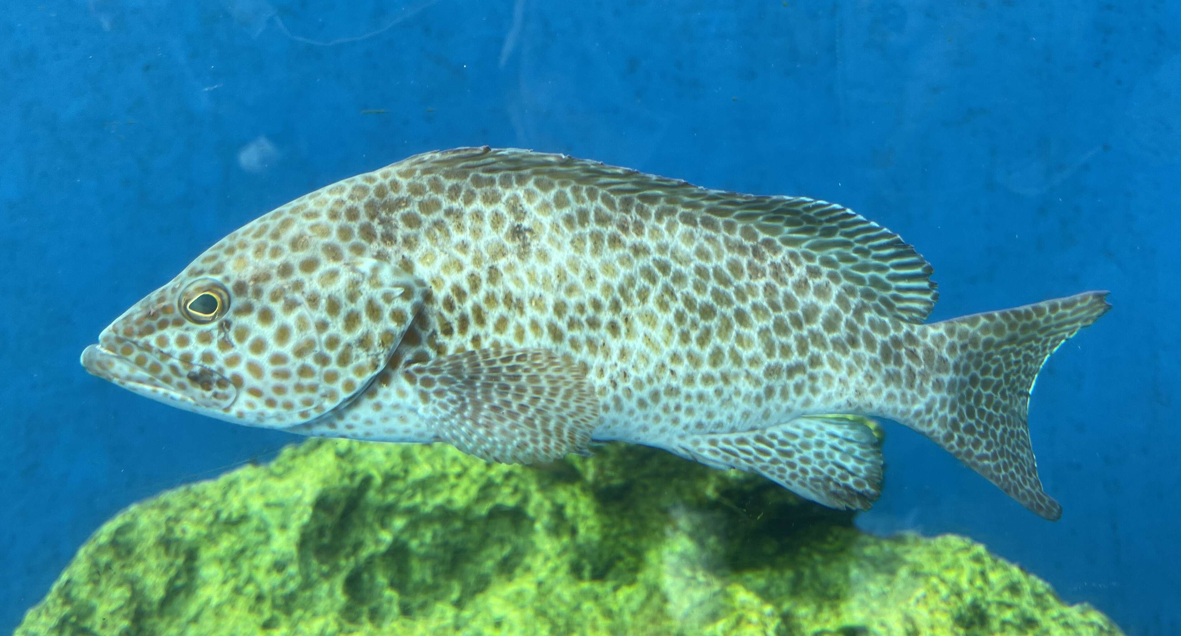 Image of Areloate grouper