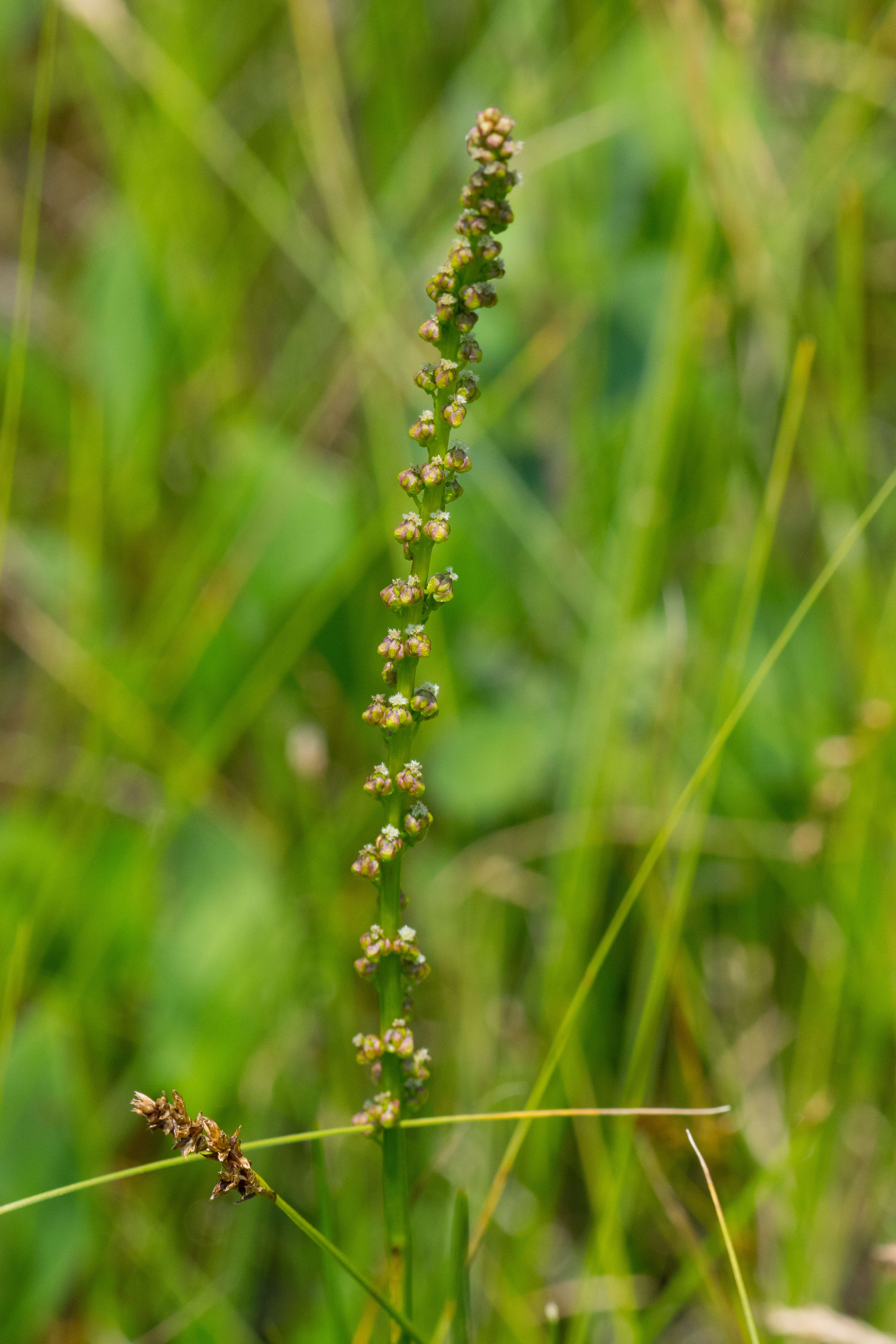 Image of Sea Arrowgrass