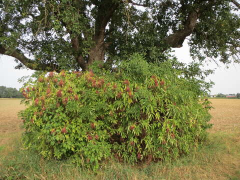 Imagem de Sambucus nigra L.