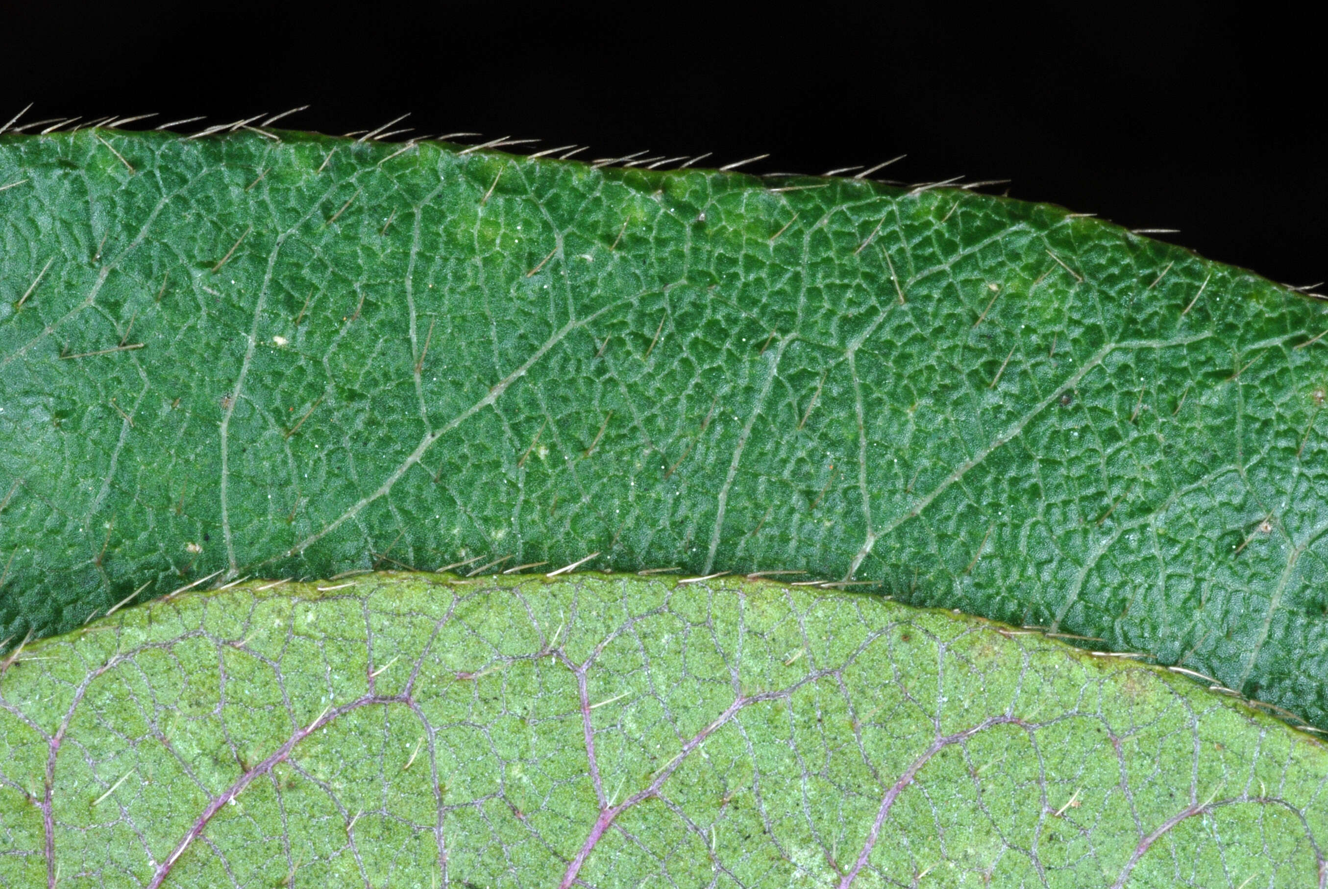 Imagem de Lonicera fragrantissima Lindl. & Paxt.