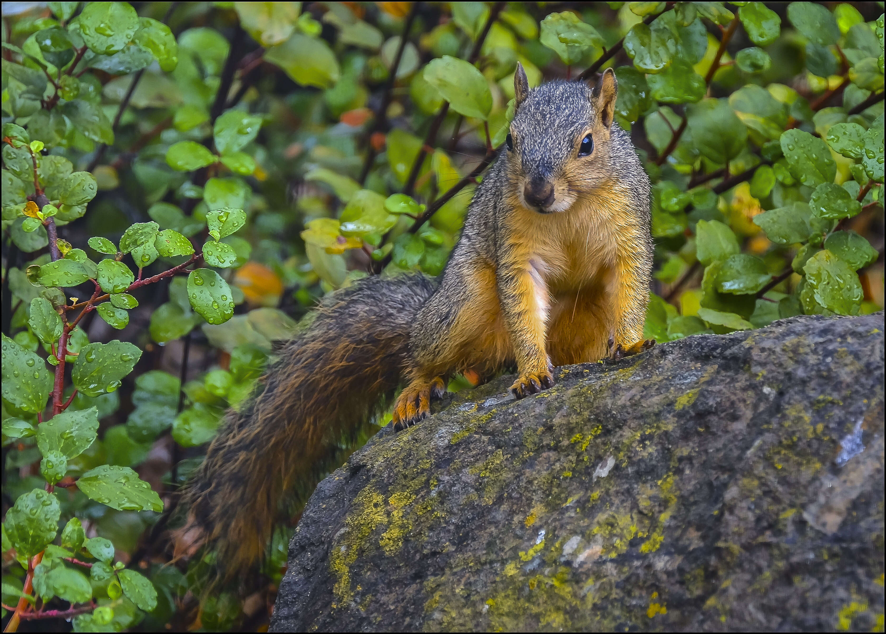 Image of Sciurus subgen. Sciurus Linnaeus 1758