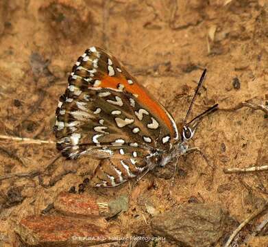 Слика од Trimenia macmasteri