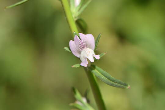 Image of Misopates calycinum (Vent.) Rothm.