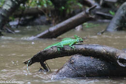 Image of Green Basilisk