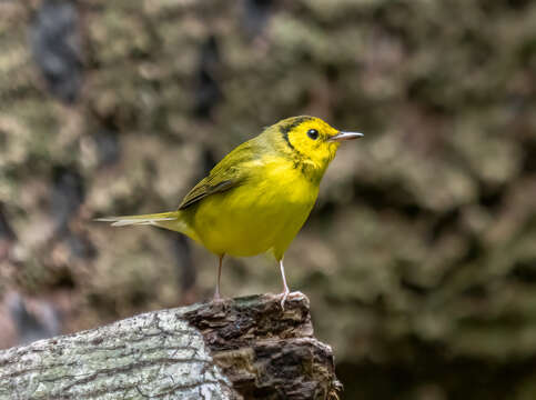 Image of Hooded Warbler