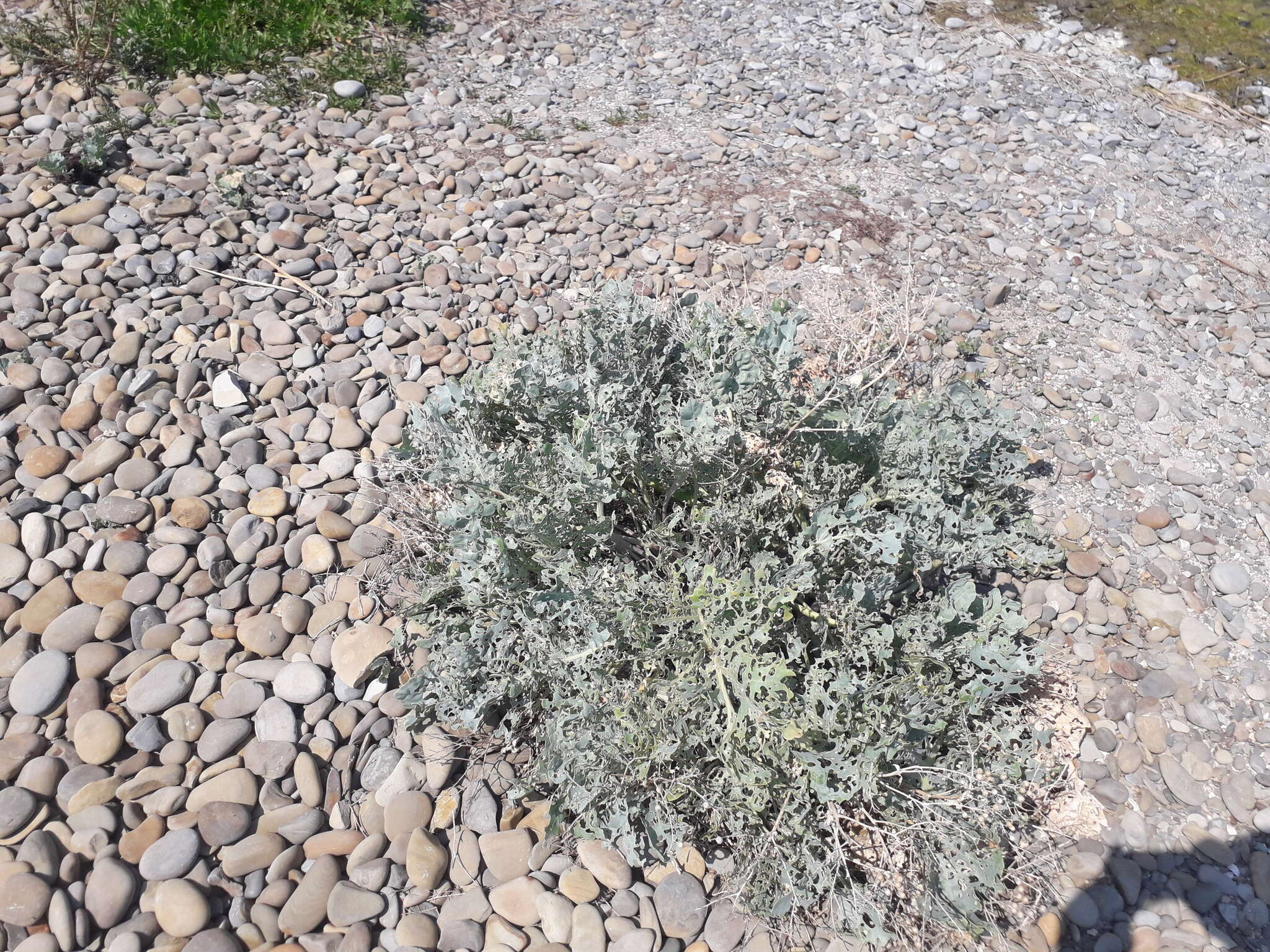 Image of sea kale