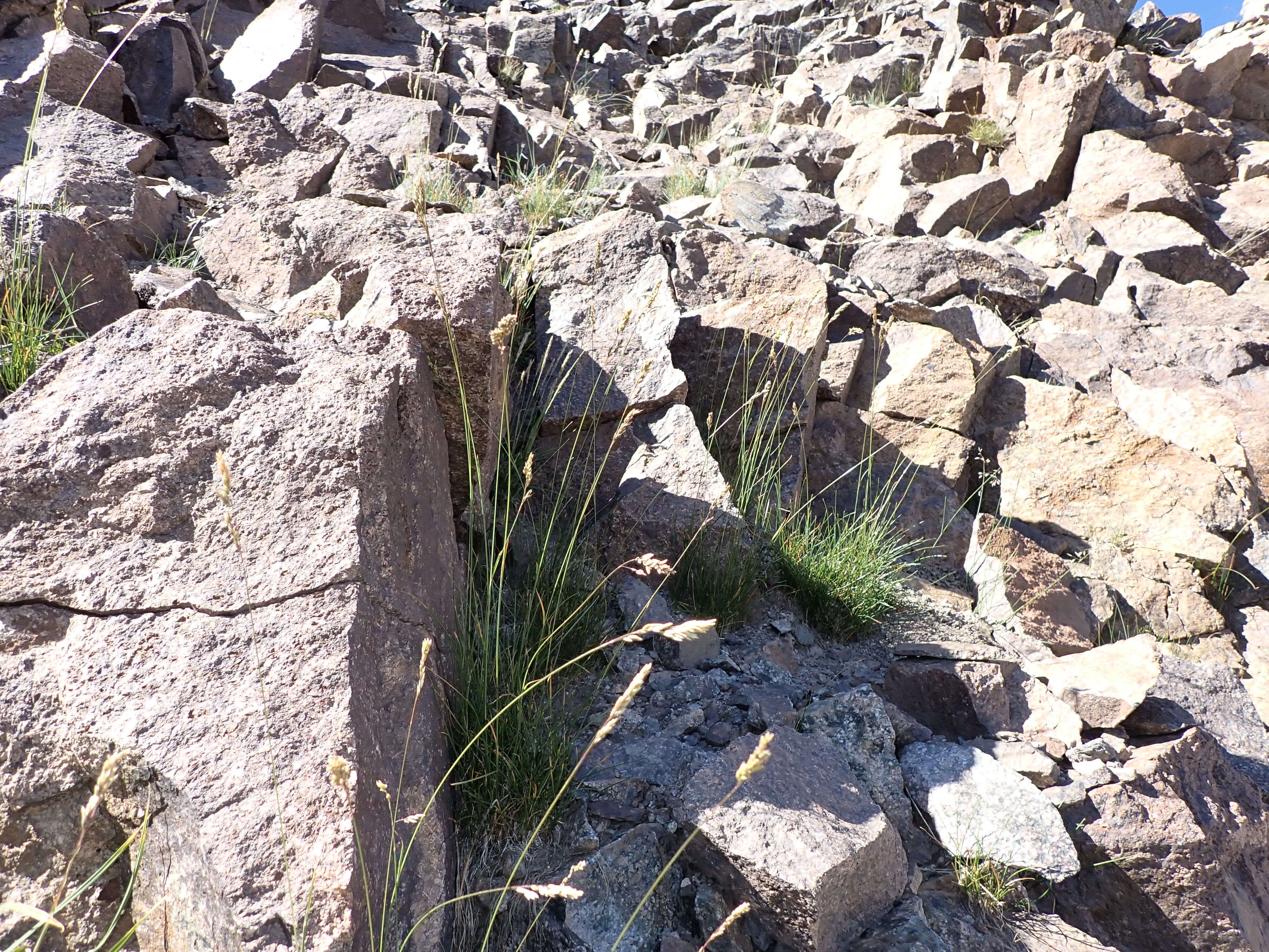 Image de Poa fendleriana (Steud.) Vasey