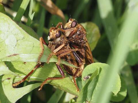 Image of Hornet robberfly