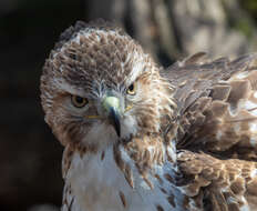 Image of Red-tailed Hawk