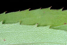 Imagem de Solidago gigantea Ait.