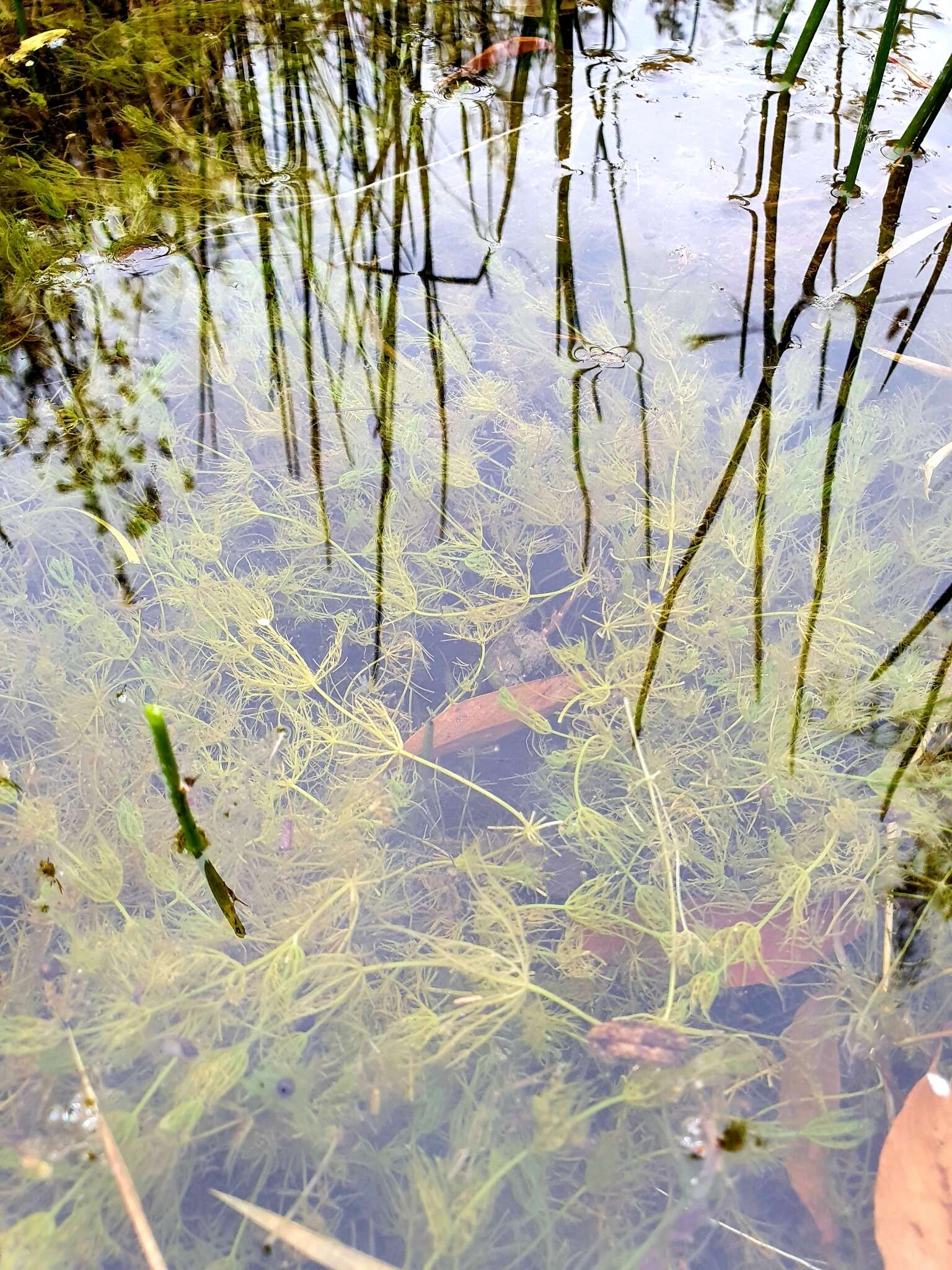 Image of Common Stonewort