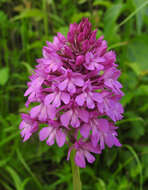 Image of Pyramidal orchid