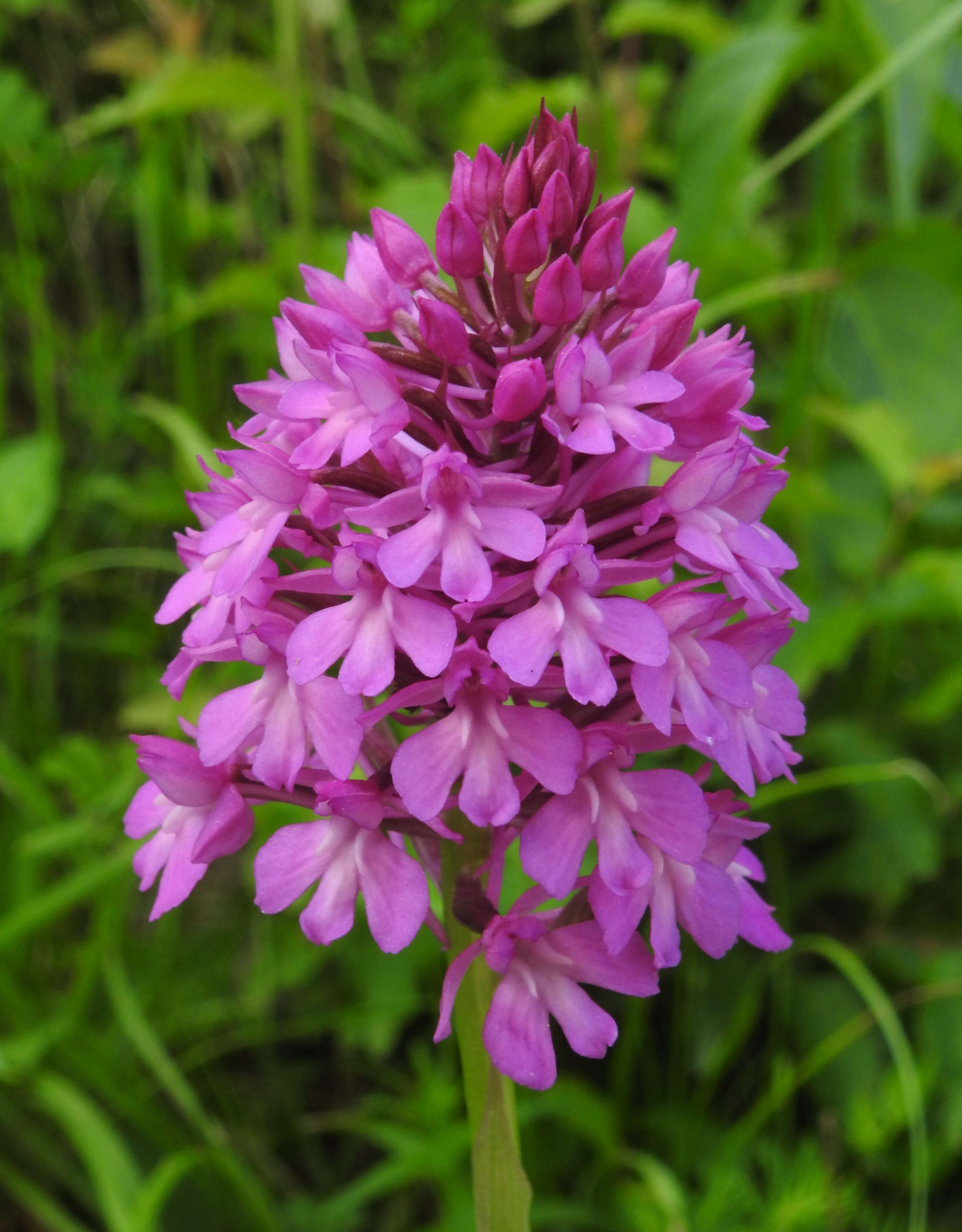 Image of Pyramidal orchid