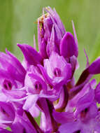 Image of Pyramidal orchid