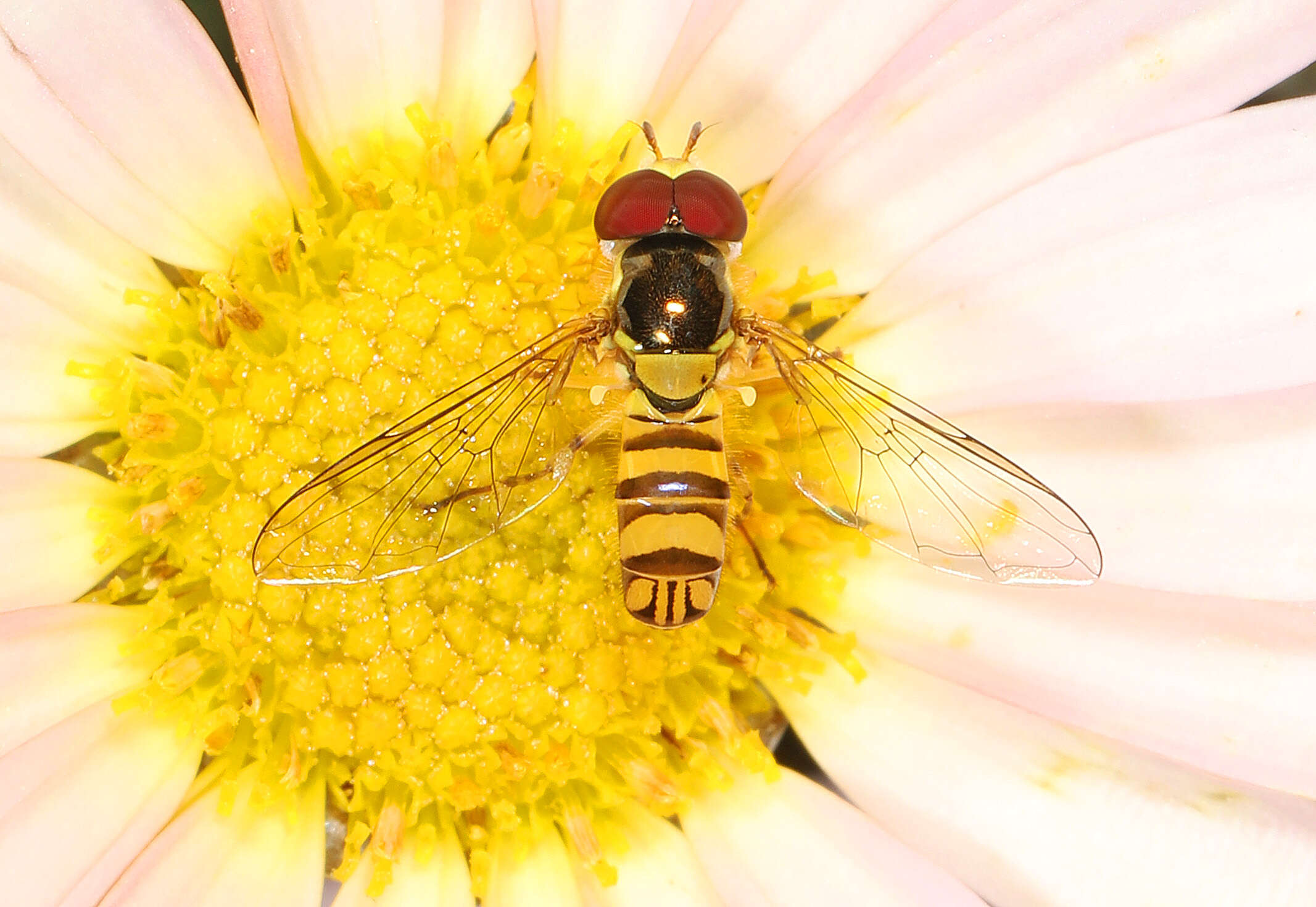 Image of Common Oblique Syrphid