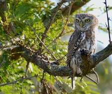 Image of Pearl-spotted Owlet