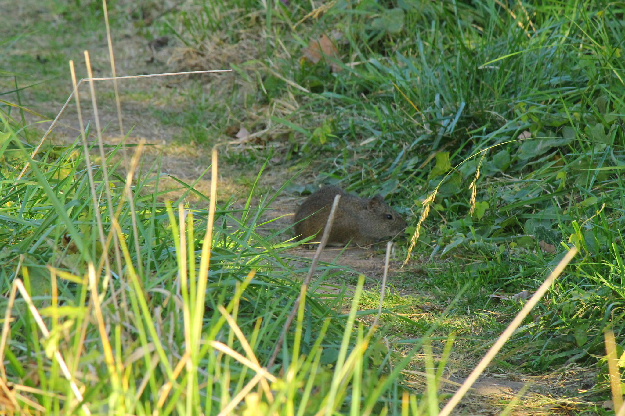 Image of Brazilian Guinea Pig