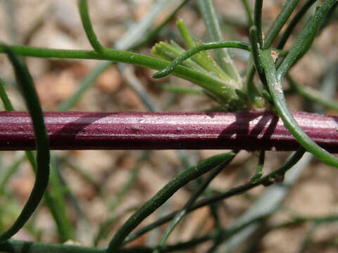 Image of field sagewort