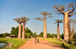 Image of Baobab