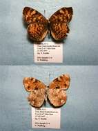 Image of Phyciodes cocyta