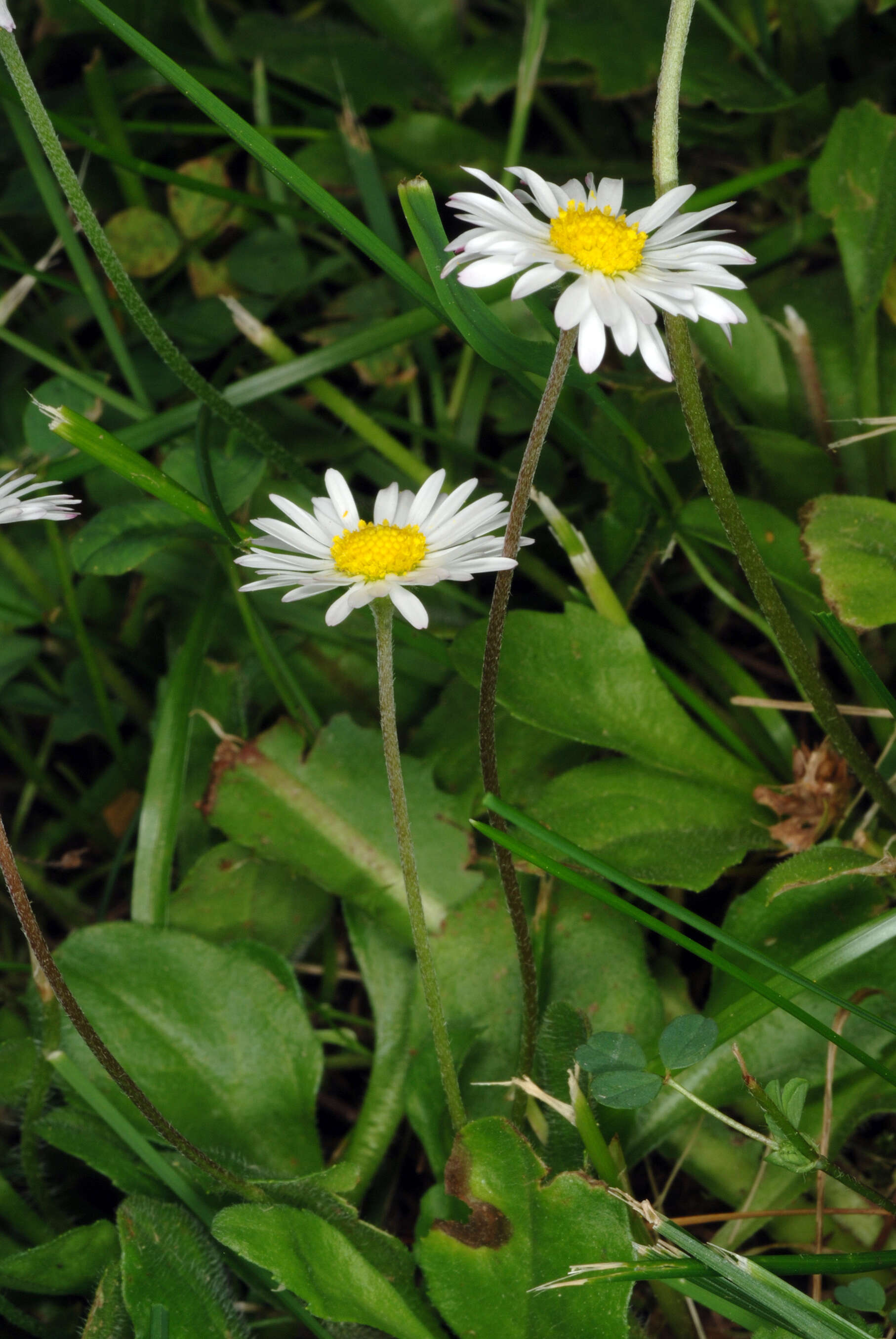 Image of Daisy