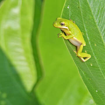 Image of American Green Treefrog