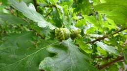 Image of Knopper gall wasp