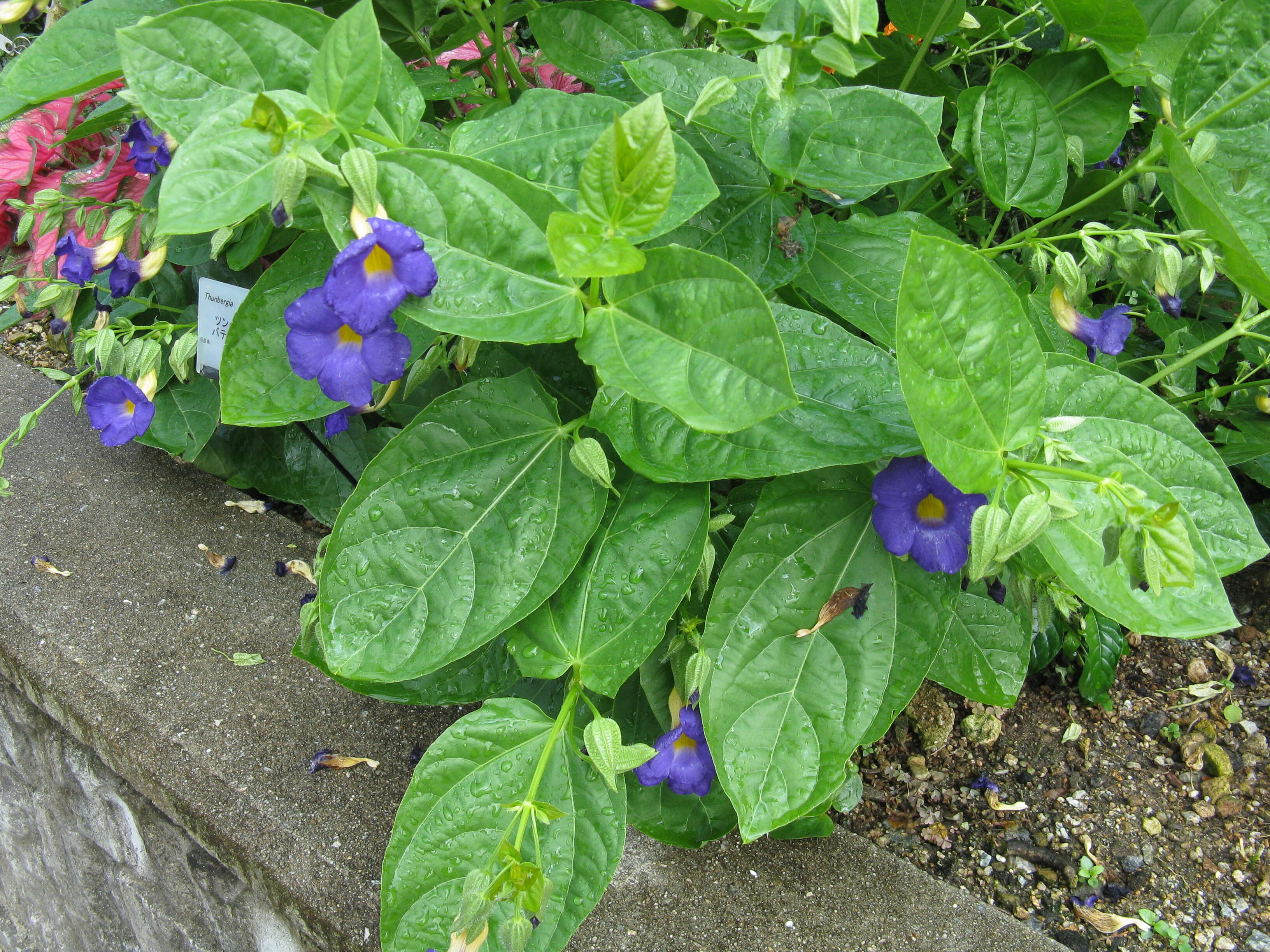 Image of Thunbergia battiscombei Turrill