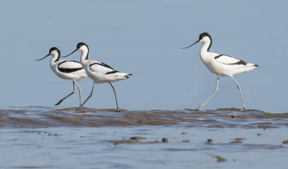 Image of avocet, pied avocet