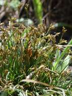 Image of Carex ornithopoda Willd.