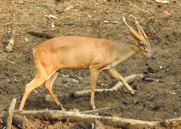 Image of Barking Deer