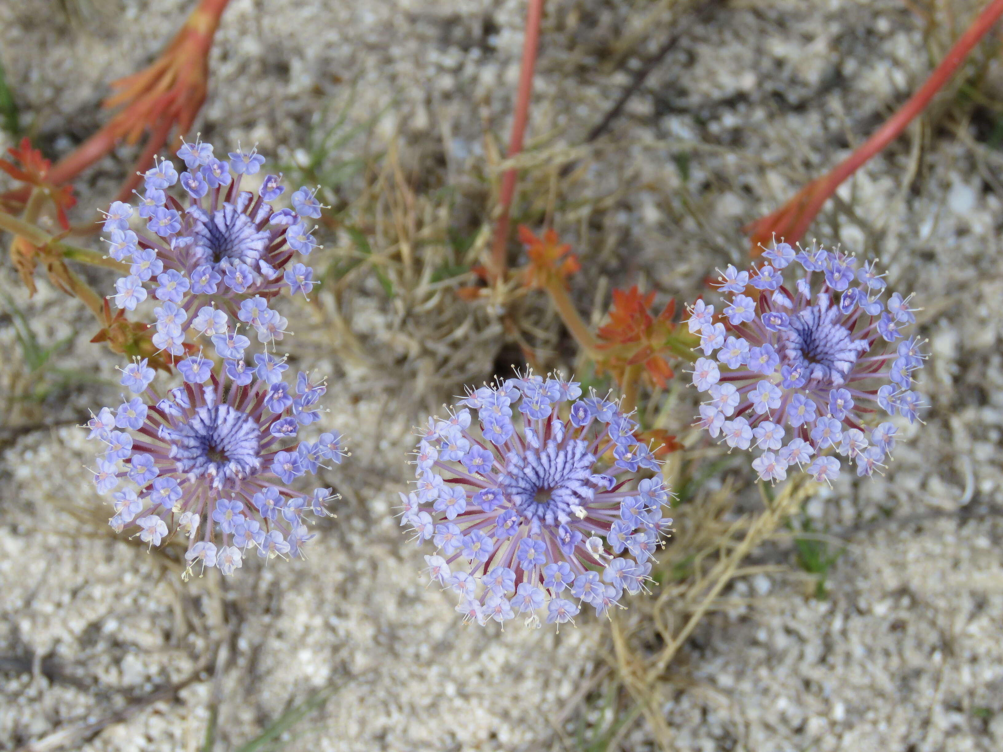 Image of Trachymene coerulea R. Grah.