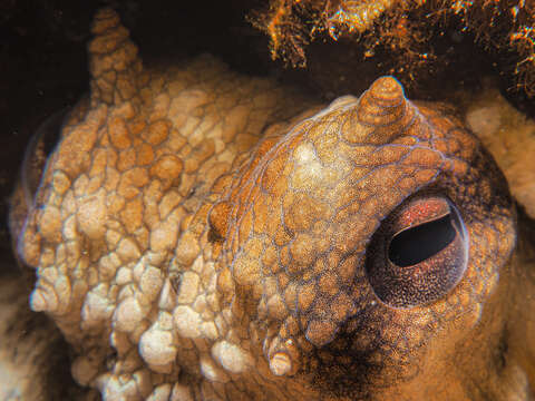 Image of Common octopus