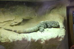 Image of Guatemalan Black Iguana