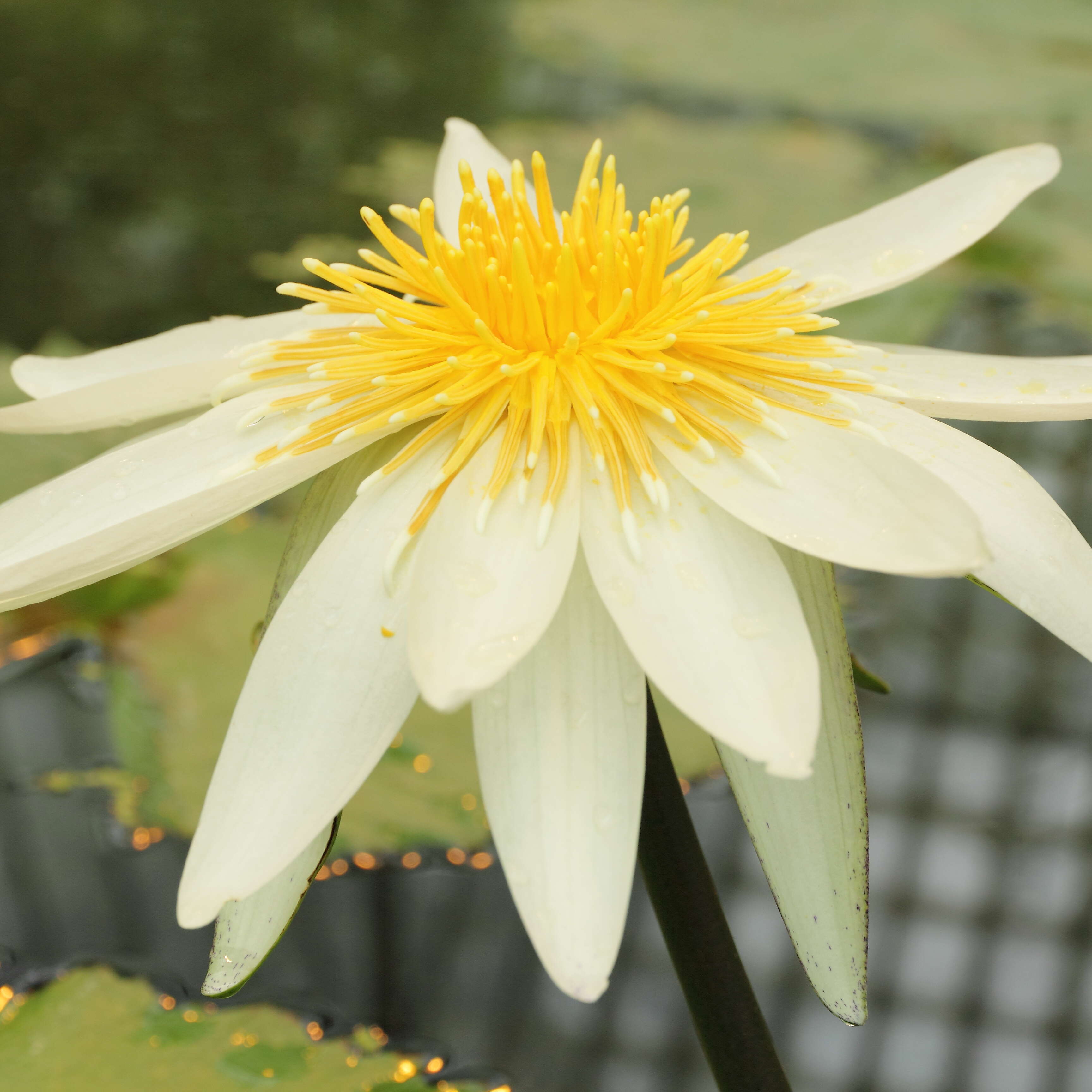 Image de Nymphaea ampla (Salisb.) DC.