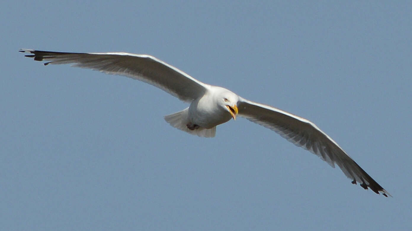 Image of European Herring Gull