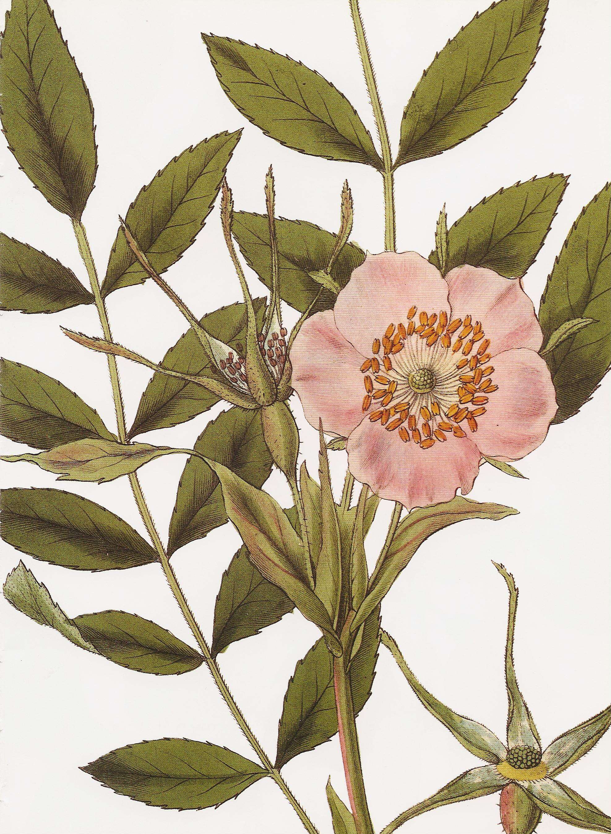 Image of Rosa macrophylla Lindl.