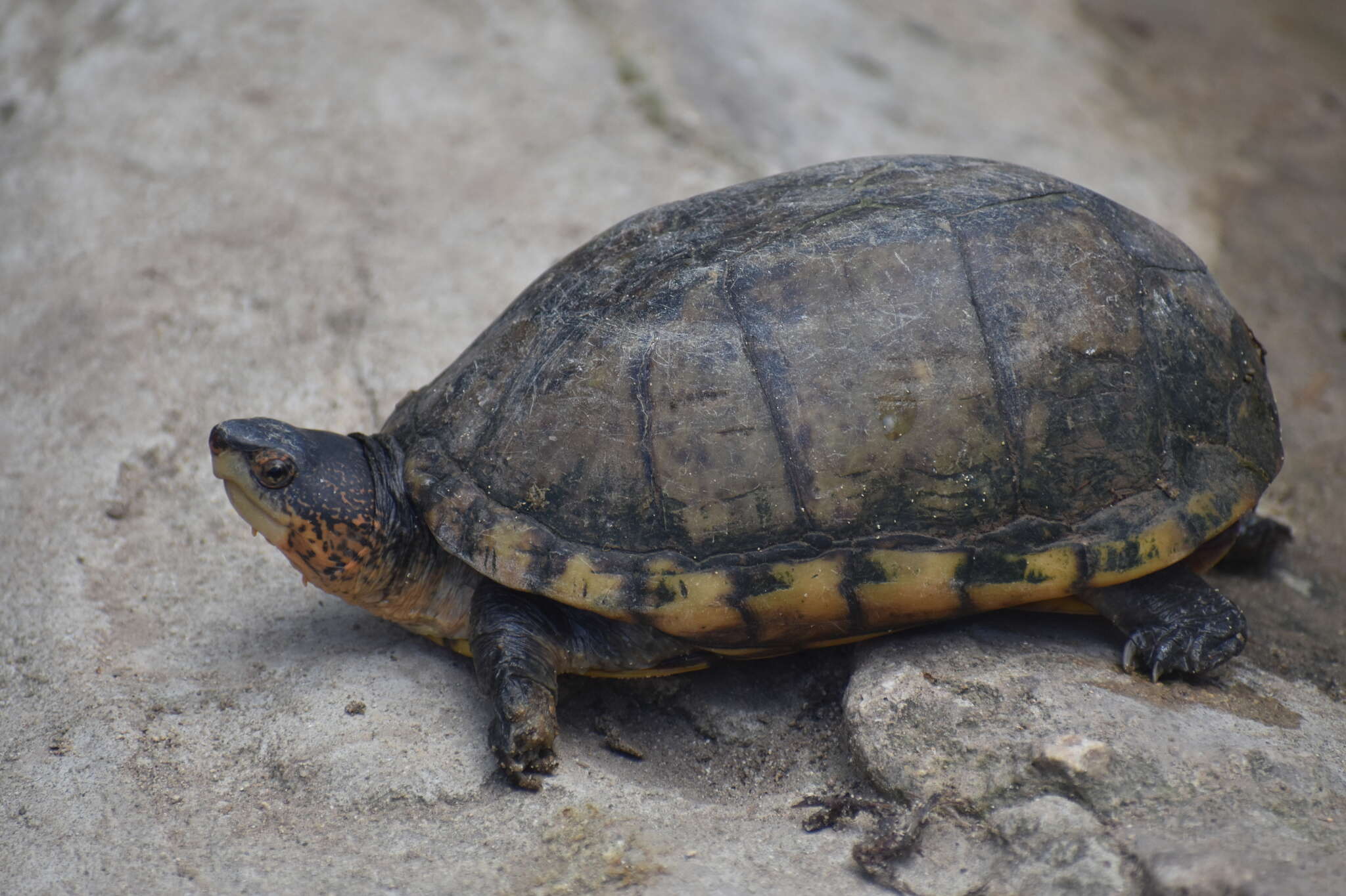 Image of Scorpion mud turtle