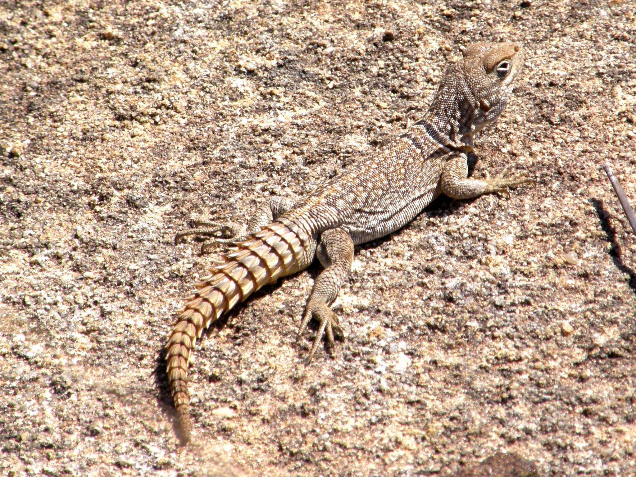 Image of Merrem's Madagascar Swift