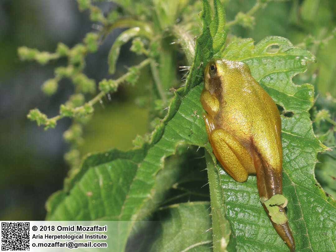 Image of Hyla orientalis Bedriaga 1890