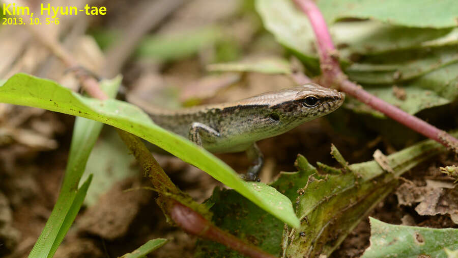 Image of Tsushima Ground Skink