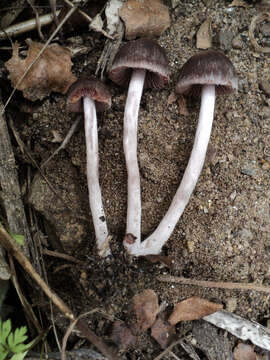 Image of Psathyrella bipellis (Quél.) A. H. Sm. 1946