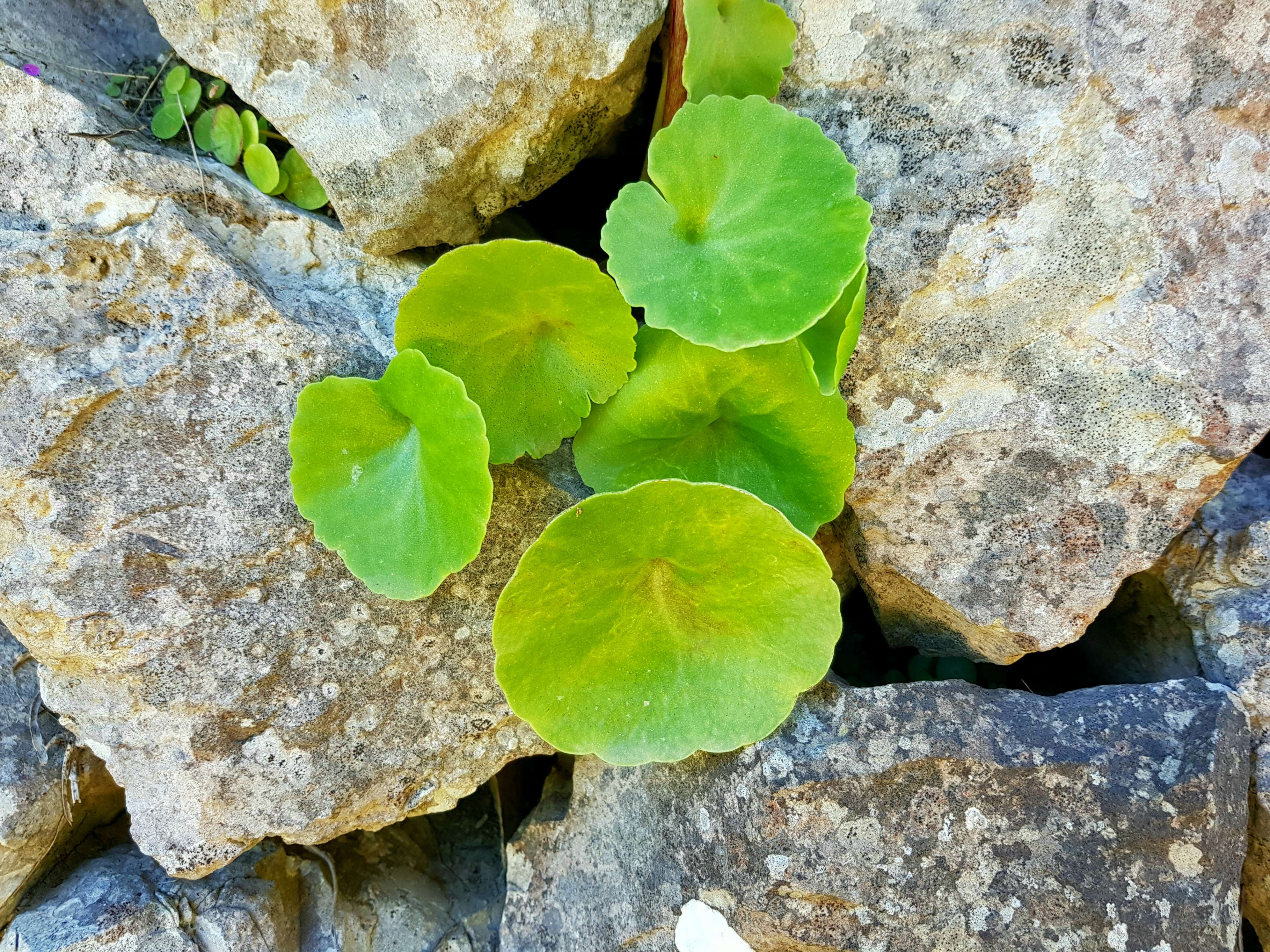 Image of Umbilicus rupestris (Salisb.) Dandy