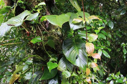 Monstera adansonii Schott resmi