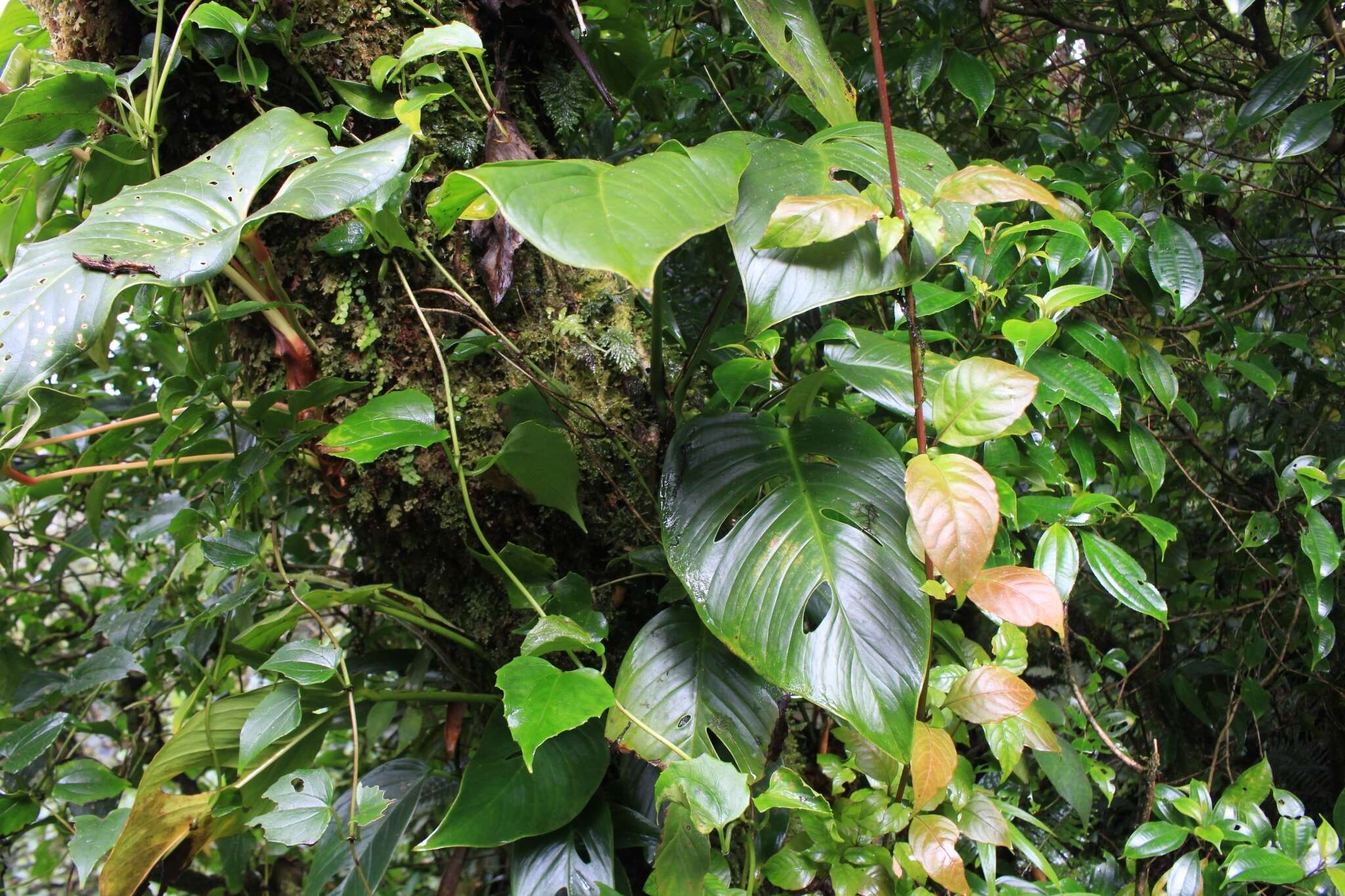 Image of Adanson's monstera