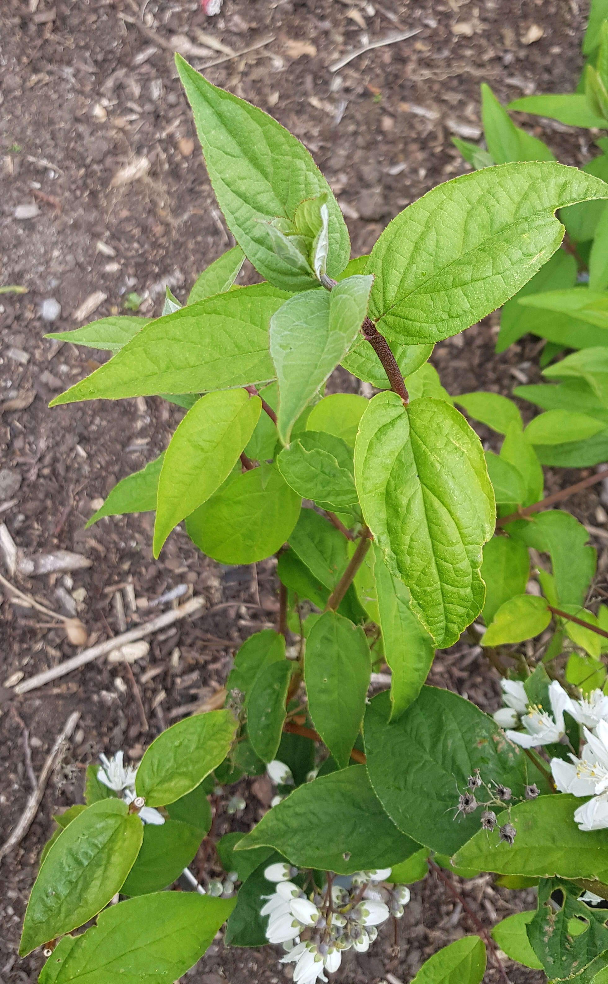 Image of fuzzy pride-of-Rochester