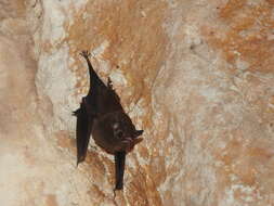 Image of Thomas's Sac-winged Bat