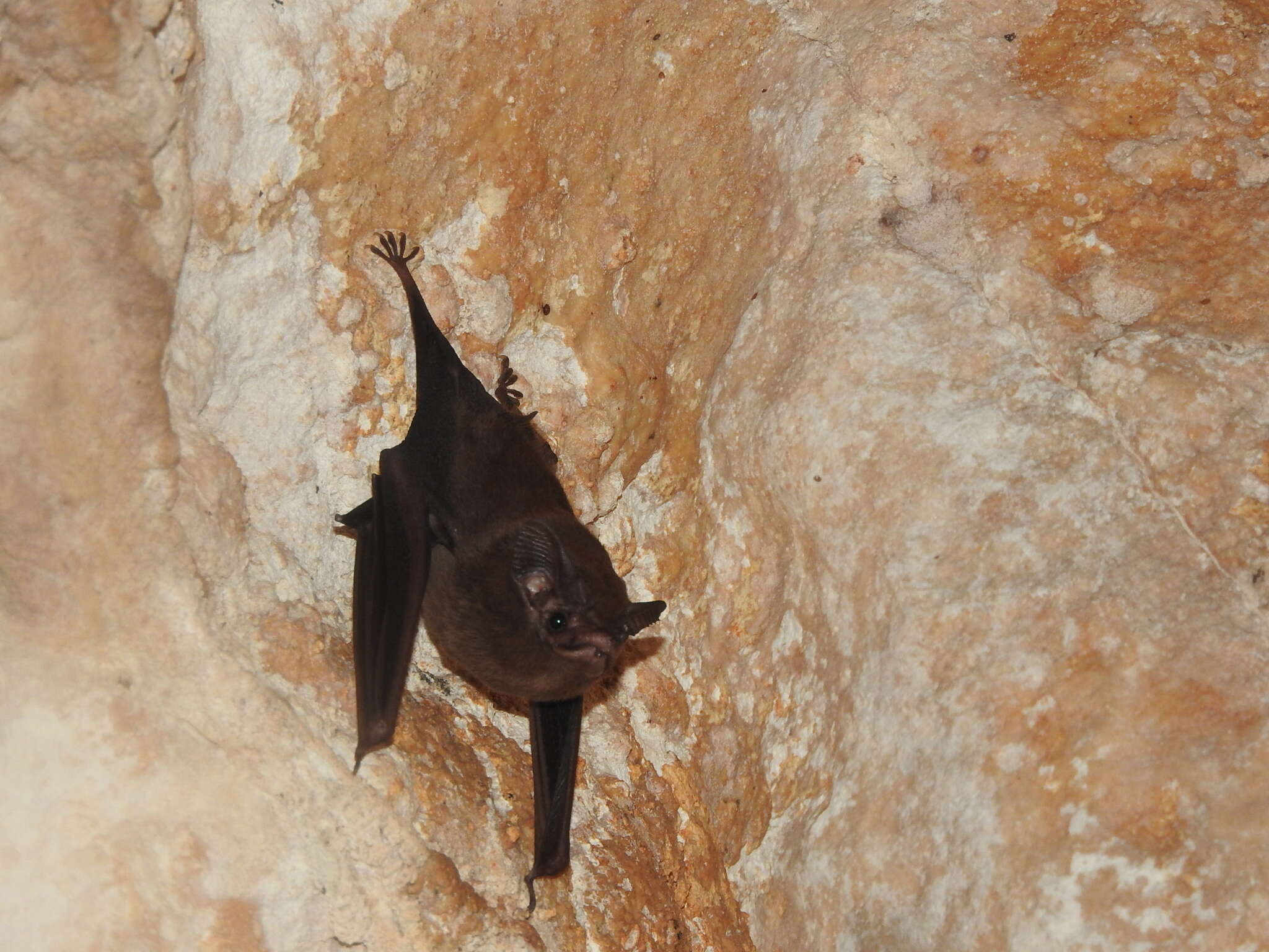 Image of Thomas's Sac-winged Bat