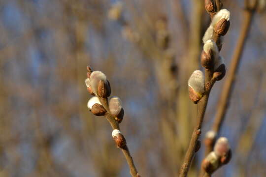 Image of goat willow