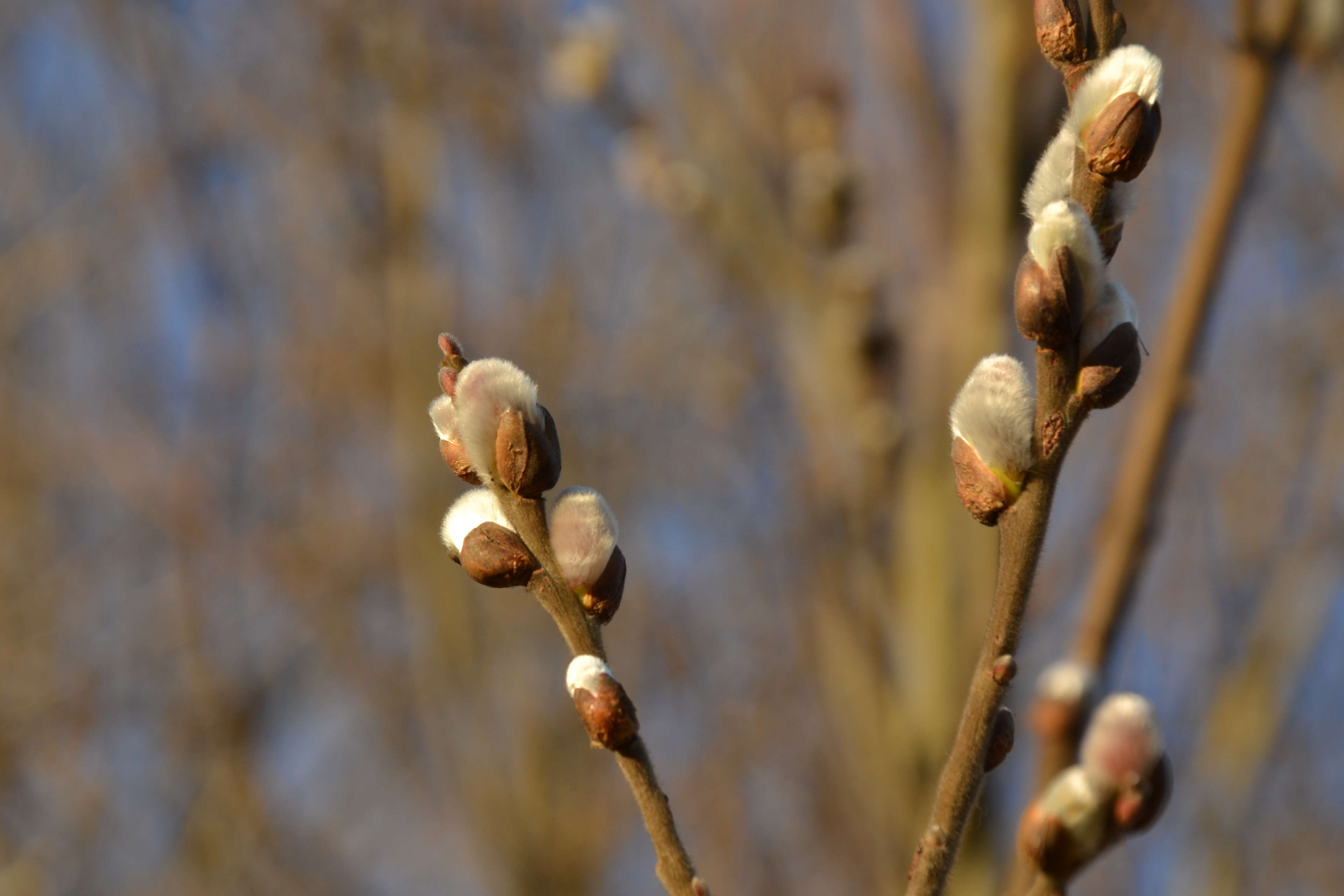 Image of goat willow